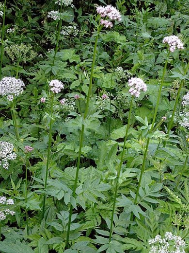 Valeriana sambucifolia