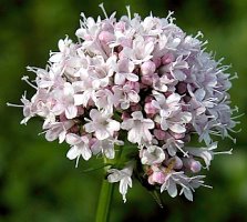 Valeriana sambucifolia