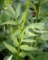 Valeriana sambucifolia