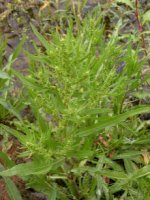 Rumex maritimus