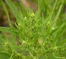 Rumex maritimus