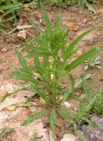 Rumex maritimus