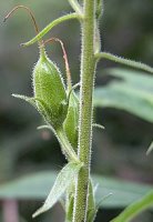 Digitalis grandiflora