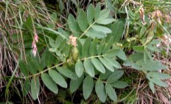 Astragalus frigidus