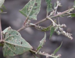 Atriplex prostrata ssp. prostrata