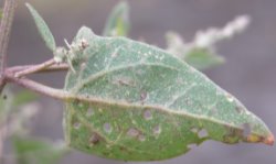 Atriplex prostrata ssp. prostrata