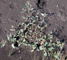 Atriplex prostrata ssp. prostrata