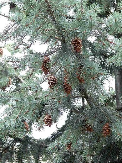 Pseudotsuga manziesii var. glauca