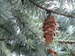 Pseudotsuga manziesii var. glauca