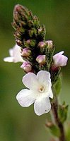 Verbena officinalis