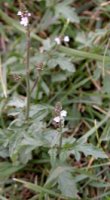 Verbena officinalis