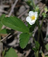 Fragaria viridis