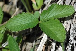 Fragaria viridis