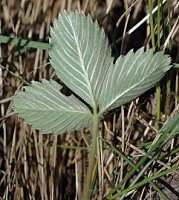 Fragaria viridis