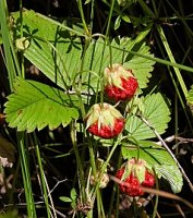 Fragaria viridis