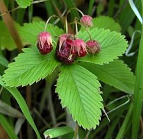 Fragaria viridis