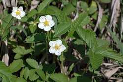 Fragaria viridis