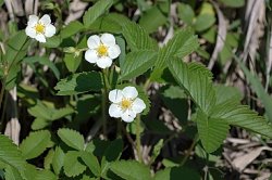 Fragaria viridis