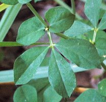 Lotus uliginosus