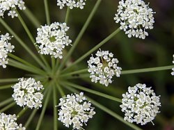 Peucedanum oreoselinum (gorysz pagórkowy)