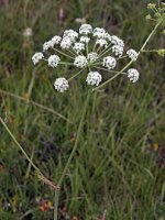 Peucedanum oreoselinum (gorysz pagórkowy)