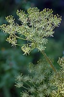 Laserpitium archangelica (okrzyn jeleni)