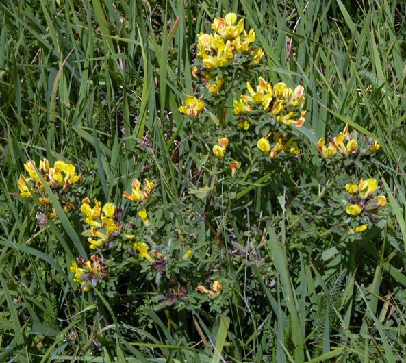 Chamaecytisus supinus