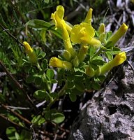 Chamaecytisus supinus