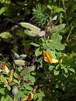 Chamaecytisus supinus