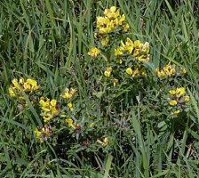 Chamaecytisus supinus