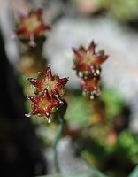 Sedum alpestre