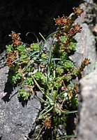 Sedum alpestre