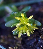 Sedum alpestre