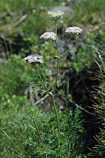 Mutellina purpurea