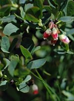 Vaccinium gaultherioides