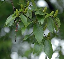 Betula lenta