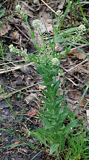 Lepidium campestre (pieprzyca polna)