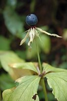 Paris quadrifolia