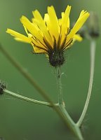 Crepis paludosa