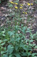 Crepis paludosa