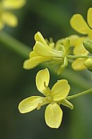 Bunias orientalis (rukiewnik wschodni)