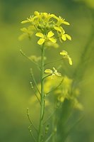 Bunias orientalis (rukiewnik wschodni)