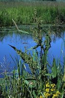 Rumex hydrolapathum