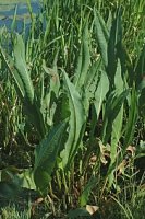 Rumex hydrolapathum