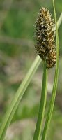 Carex vulpina