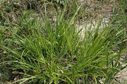 Carex vulpina