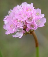 Armeria maritima ssp. elongata