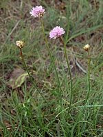 Armeria maritima ssp. elongata