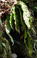 Phyllitis scolopendrium