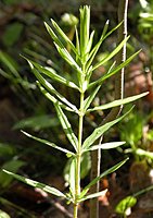 Polygonatum verticillatum